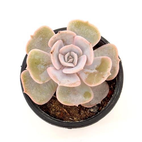 Image of Echeveria Laui Live Succulent with Pot | Rare Powder-Blue Rosette Plant | Low-Maintenance Indoor Decorative Succulent for Desk, Home & Office | Fresh Healthy Live Plant
