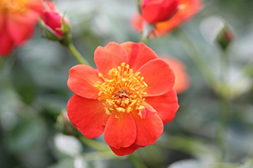 Oso Easy Hot Paprika Landscape Rose (Rosa) Live Shrub, Orange Flowers, 4.5 in. Quart