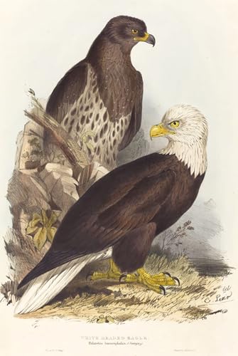 Impression Tableaux Peinture sur Toile Oiseau Décoration Chambre Nordique Cadre Intérieur 60x90