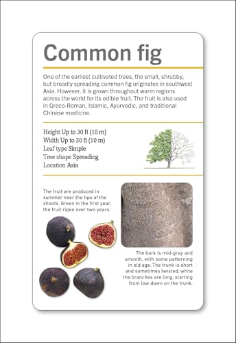 Our World in Pictures Trees of the World Flash Cards (DK Our World in Pictures) - Image 7