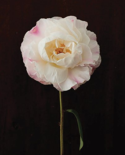 Pretty Peonies: 20 Different Notecards And Envelopes (Floral Stationery Set, Flower Photography Notecards) #TOP6