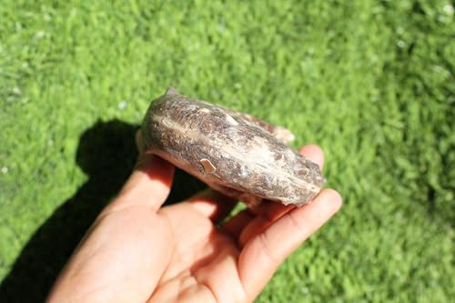 Image of Ammonite Mammites Nodosoides Ammonite Fossil Rare Ammonite Fossil Natural Fossil from Morocco A33