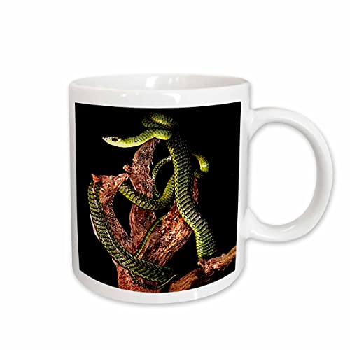 3dRose Boomslang Snake 11oz Mug