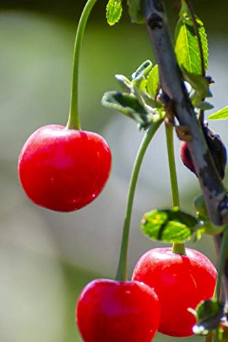 Albero di Amarena pianta di amarena varietà Di Castelnuovo Età 2 anni pianta vera di amarena in vaso venduta da eGarden.store