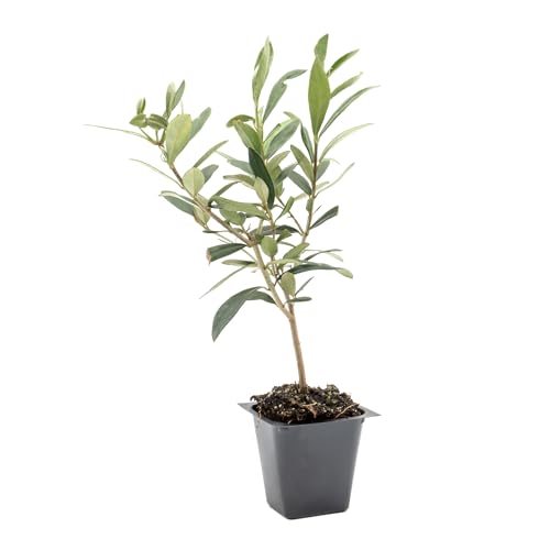 1 Dwarf Fruitless Olive Tree | Live Sapling in 2.5-inch Nursery Cube | Olea europaea 'Montra...
