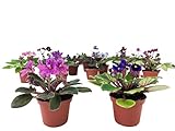 2' Mini African Violets Set (2 Assorted Plants)