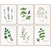 Botanical Prints Kitchen Herbs Wall Art - (Set of 6) - Unframed - 8x10s