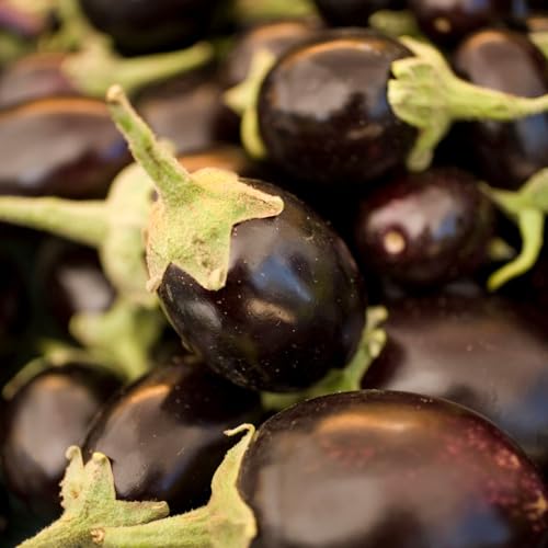 Clovers Garden Eggplant Patio Baby Plants - Two (2) Live Plants – Non-GMO - Not Seeds - Each 4' to 8' Tall...