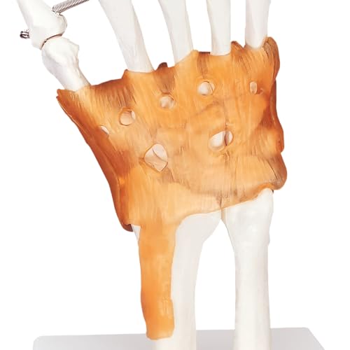 Image of Anatomical Hand Model Human Hand Joint Model with Ligaments, Flexible 1:1 Scientific Human Size, Prosthetic Hand for Teaching with Light Display Base, Suitable for Hospital Education