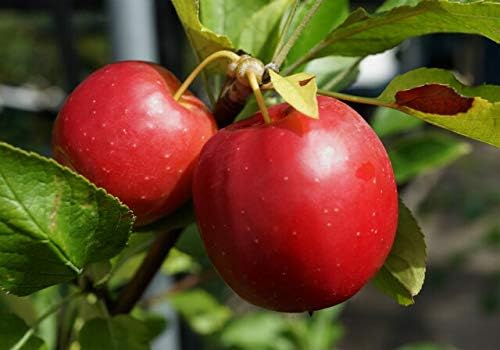 Amazon りんご アルプス乙女 1年生 接ぎ木 苗 予約販売11月頃入荷 発送予定 果物