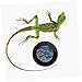 BESPORTBLE Reptile Pet Feeding Basins Food Water Dish for Lizards Tortoises Frogs Easy to Reusable Reptile Color for Enhanced Comfort
