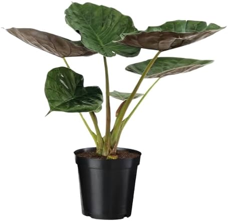 Bloomique Alocasia Pink Dragon Elefantenohr  Exotische Zimmerpflanze 50-70  Cm