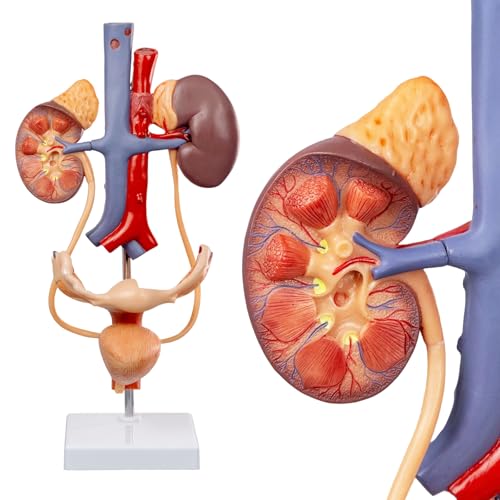 Image of EVOTECH SCIENTIFIC Human Female Reproduction & Urinary System Medical Anatomical Model, 3 Parts Life Size Female Urogenital System Anatomical Model for Medical Learning Education, Includes Manual