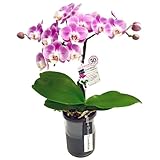 月に一回の水やりでOK 底面給水ポット 胡蝶蘭 1本立ち ピンク系 タンブラーポット 4号鉢 椎名洋ラン園 胡蝶蘭の育て方付き