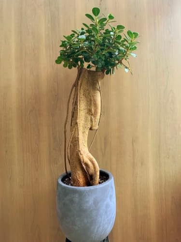 コパンダガジュマル」の人気商品一覧 | 安い商品を通販サイトから探す