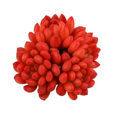 Sedeveria Pink Ruby Cluster – Live Succulent – 2.5 Inch