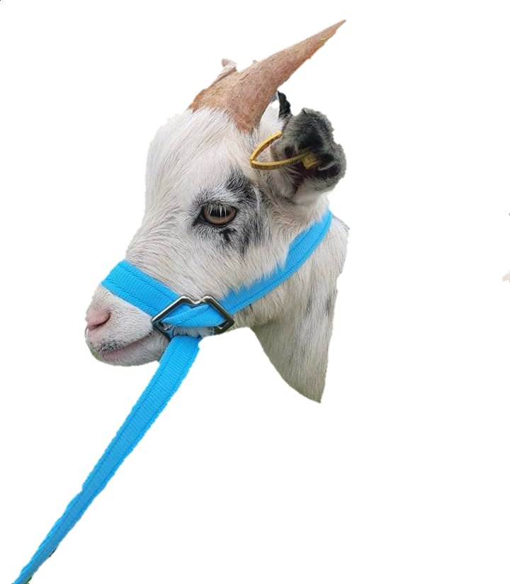 Goat or Sheep Halter (Turquoise)