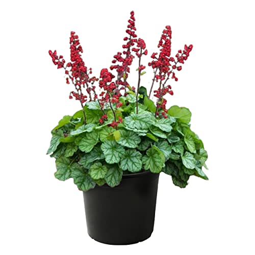 Live Heuchera (Coral Bells) - Shades of Green - Beautiful Shade Perennial - Healthy Spring Plant - 12 Tall by 6 Wide in 2.5 Qt Pot