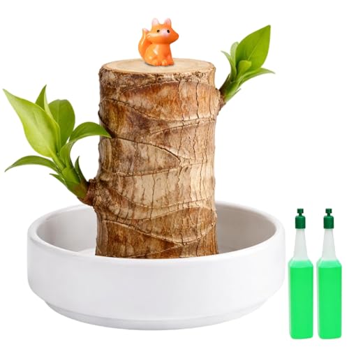 Brazilian Wood Plant Little Fox Ornament Indoor Plants Lucky Bamboo Plant for Home and Office Decor Air Purifying Plants for Desktop Decoration for Spiritual Enhancement