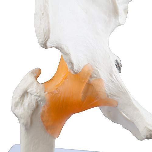 Image of Parco Scientific PB00040 Classic Functional Hip Joint Model, Articulates with Life Like Flexible Ligaments, Features Femur, Hip Bone & Surrounding Ligaments