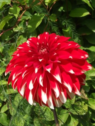 Mix Dalia bulbi,Dalia pianta vera,Piante erbacee perenni,Facile da curare,Decorazione del giardino, bulbi belli e sani(non fiori artificiali)-4 bulbi-E