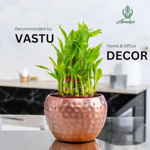 Image of Amulya Farms Live Lucky Bamboo 3 layer plant in Copper Pot | Bamboo Plants for home decoration | Indoor Plants for Home | Ideal for Living room, Balcony, Office desk & Kitchen | Lucky Vastu Plant |