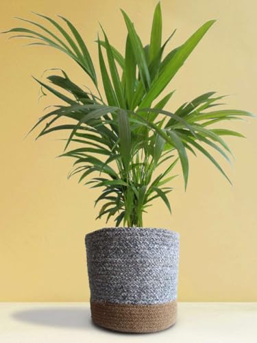 Image of Areca Palm Plant, Natural Air Purifier, Indoor & Outdoor Organic Live Plant, Stylish Home & Office Decor, Without Pot.A9
