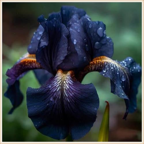 Iris Bulbos, Iris Reticulata, Cultivos De Colores Brillantes, Naturales Bulbos, Germanica Bulbos, PlantacióN Principiante Resistente Al FríO, 4bulbos-I
