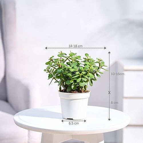 Ugaoo Good Luck Jade Live Plant With Grow Pot (Image - 5)