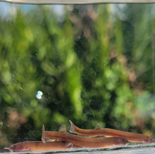 Black Kuhli Loach � Pangio semicinctus