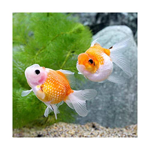 紫金魚様　オメガルビー、パール、サン Amazon | （金魚）更紗高頭パールスケール（中国産）（1匹