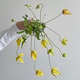 Embellecer tu casa aumentando la humedad de la habitación, purificar el aire, inspirar tu espíritu y aliviar la sequedad.