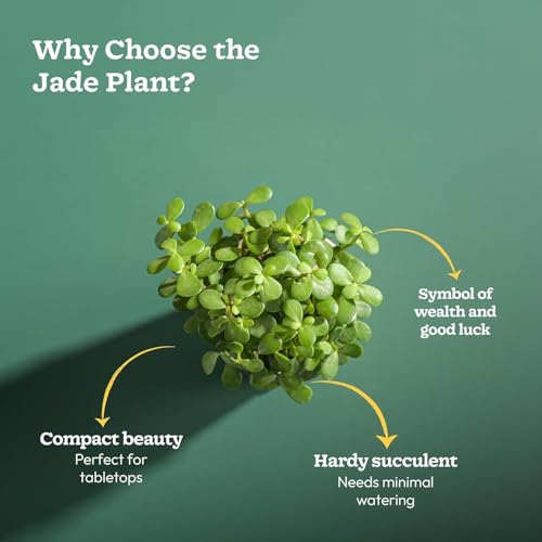 Image of Ugaoo Ibiza Combo of 4 Live Indoor Plants with Pots (Mocca) - Jade Plant, Aglaonema Lipstick, Golden Snake Plant, Oxycardium Green | Ideal for Home Decor & Office
