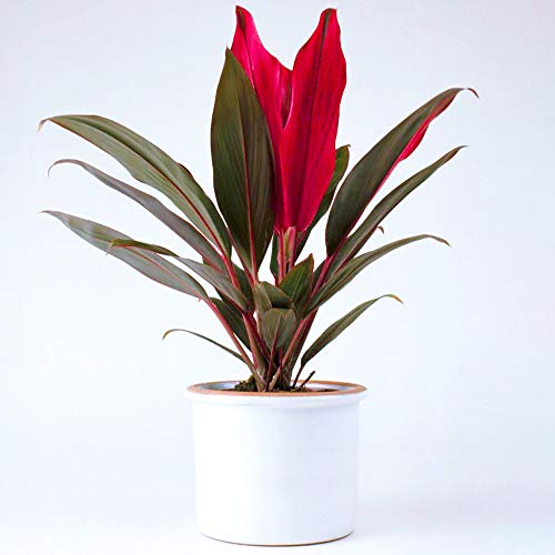 30-40 cm Cordyline Tango im Topf | Immergrüne Bunte Pflanze Geschenk zu Kaufen