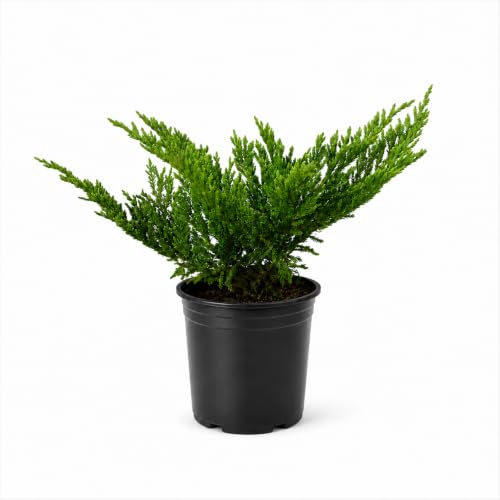 Prince of Wales Juniper - 15 Live…