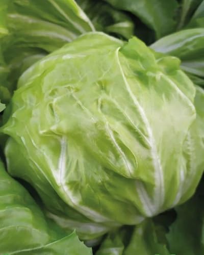 Radicchio Vegetable Seeds Green 50pcs