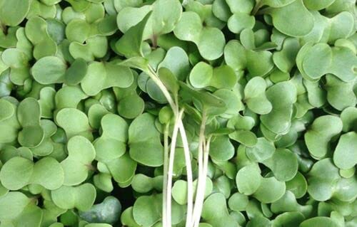 Organic Broccoli Microgreens Seeds (3000 Seeds) Quality Broccoli Micro Vegetable