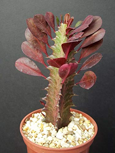 4" Plant Euphorbia TRIGONA RUBRA African Milk Tree Rare Cactus Plant Exotic Succulent - Image 3