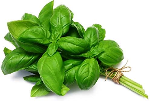 Miniatura 8 de Semillas de albahaca de hoja grande, más de 700 semillas para plantar sin OMG