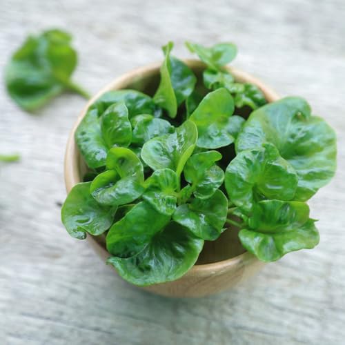 Semillas de berro - semillas de jardín de Capuchina officinale antiguas variedades 100pcs