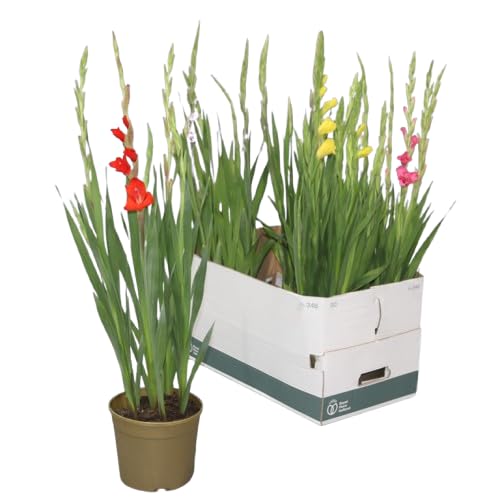 Gladiolo Natural Bulbo en Maceta con Flor de Riego Moderado y Fácil de Cuidar