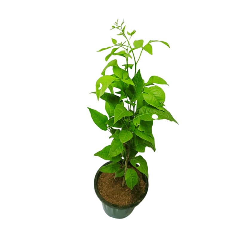See full amazon price history chart for Mphmi Live Plants Bel Patra Plant Mphmi Live Plants Bel Patra Plant (B0D22C3V7B) Amazon Price History, Amazon Price Tracker