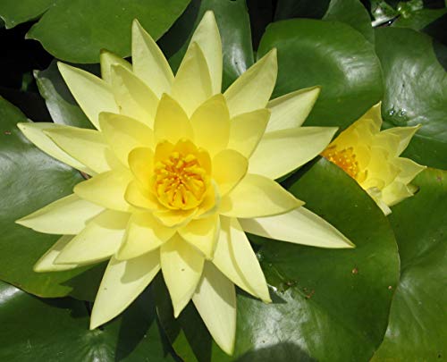 Small Potted water lily - Live Water Plant Aquatic Pond Lake Marginal - Patio Pond (Joey Tomacik)
