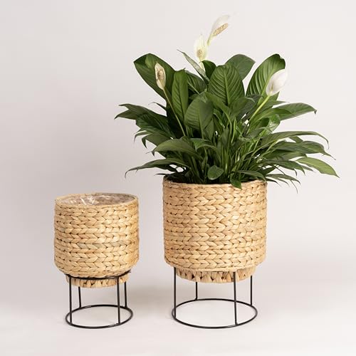 Neergreve Set Of 2 Water Hyacinth Planter Pot With Metal Stand Indoor For Plant thumb #6