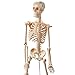 Maad Scientific Anatomical Human Skeleton Model - 1/2 Life Sized - 85 cm with Metal Base