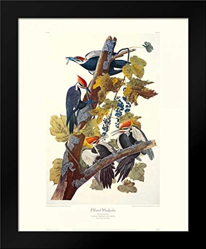 ArtDirect Pileated Woodpecker (decorative border) 20x24 Framed Art Print by Audubon, John James