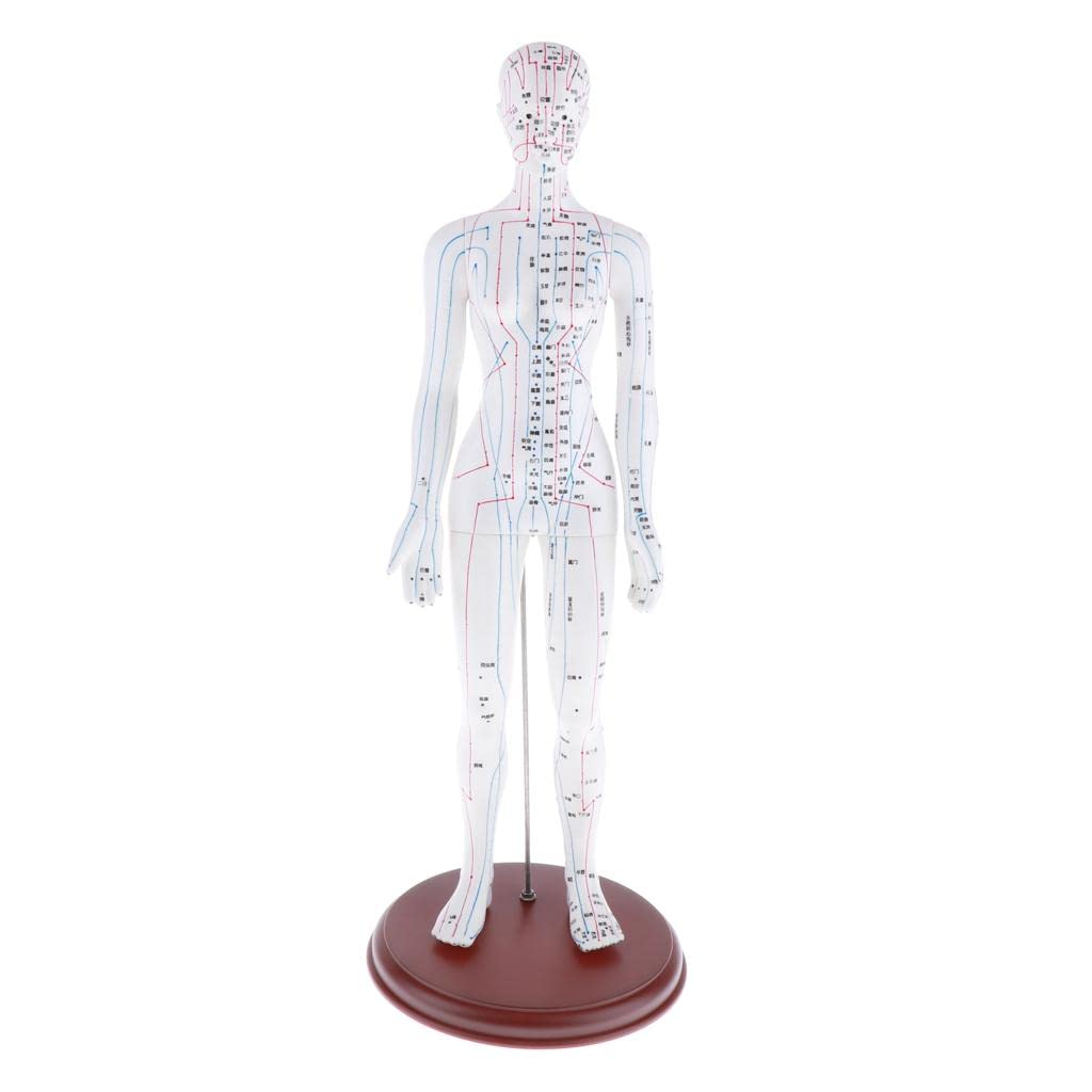 Figurine des points d'acupuncture femelle en PVC souple avec méridiens clairs et base