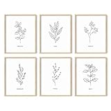 HAUS AND HUES Kitchen Herb Art Prints (8'X10' UNFRAMED) - Botanical Line Art Set of 6 for Kitchen, Dining Room & Living Room Decor