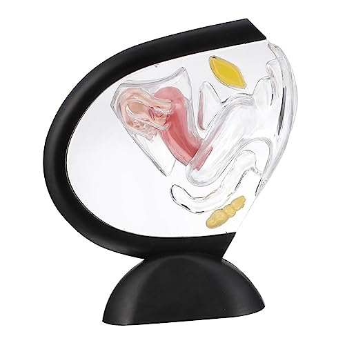 Modèle d'utérus transparent en PVC structure anatomique interne visible
