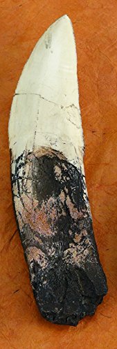 Nature-Watch Segisaurus Dinosaur Footprint Replica